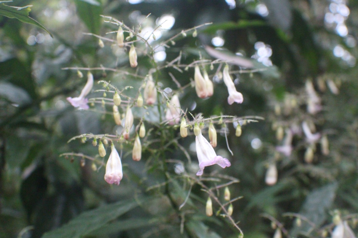 Strobilanthes habracanthoides J.R.I.Wood